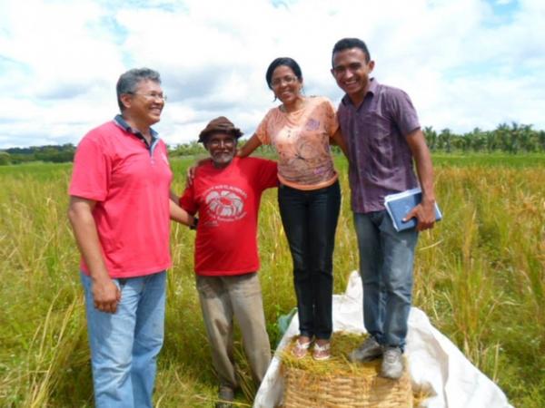 Lavradores comemoram sucesso na produção de arroz em Amarante - Imagem 19