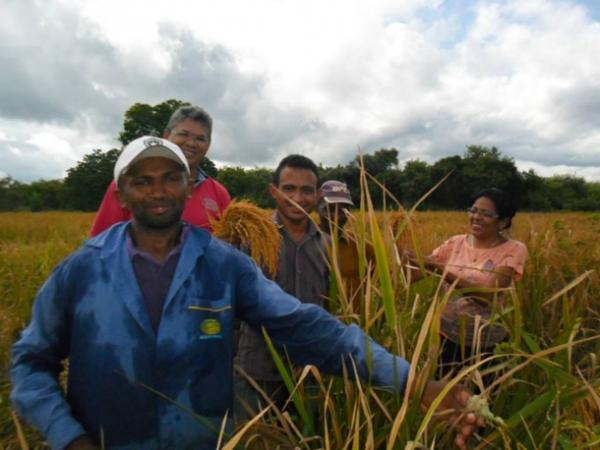 Lavradores comemoram sucesso na produção de arroz em Amarante - Imagem 16