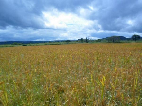 Lavradores comemoram sucesso na produção de arroz em Amarante - Imagem 13