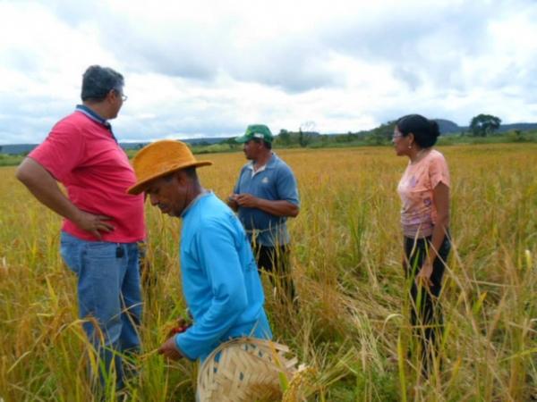 Lavradores comemoram sucesso na produção de arroz em Amarante - Imagem 1