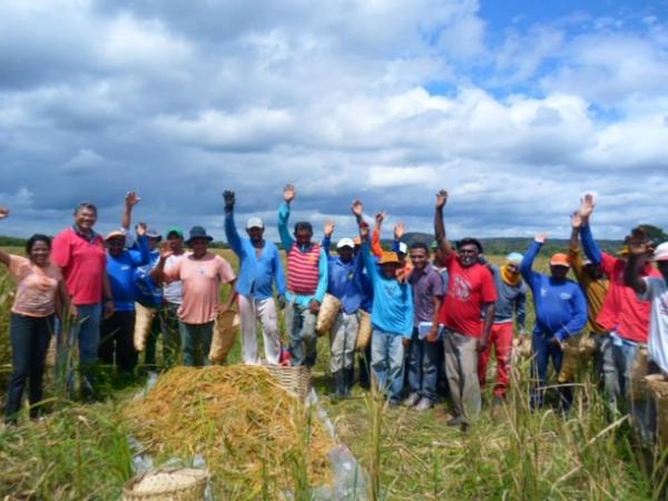 Lavradores comemoram sucesso na produção de arroz em Amarante - Imagem 18