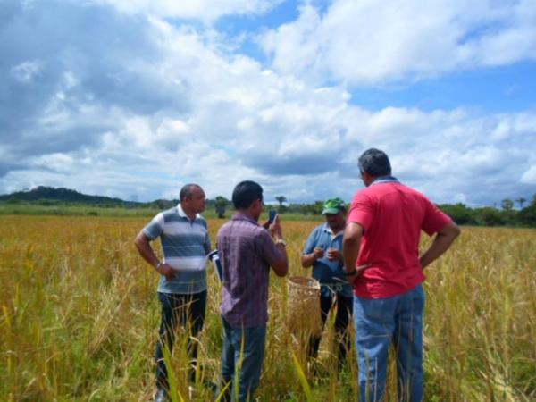 Lavradores comemoram sucesso na produção de arroz em Amarante - Imagem 20