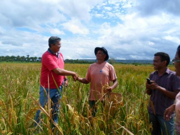 Lavradores comemoram sucesso na produção de arroz em Amarante - Imagem 24