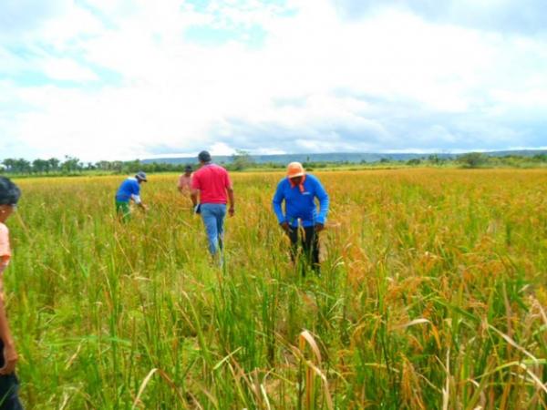 Lavradores comemoram sucesso na produção de arroz em Amarante - Imagem 14