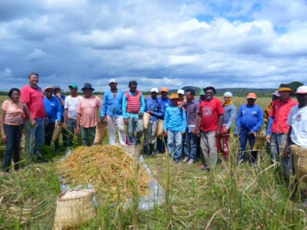 Lavradores comemoram sucesso na produção de arroz em Amarante - Imagem 4
