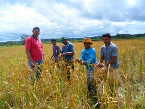 Lavradores comemoram sucesso na produção de arroz em Amarante - Imagem 2