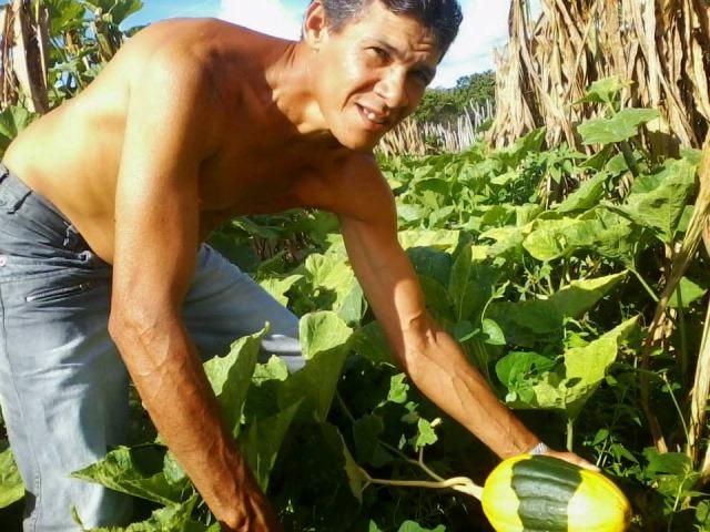 Agricultor de Esperantina colhe abobora verde e amarelo