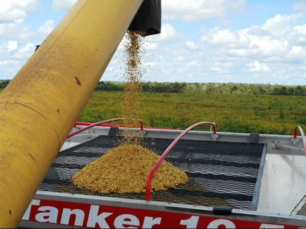 Começa a colheita da Soja boahorense - Imagem 24