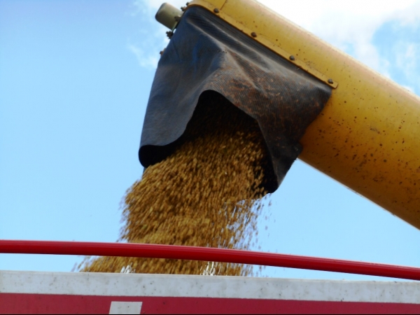 Começa a colheita da Soja boahorense - Imagem 27