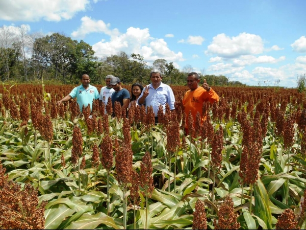 Começa a colheita da Soja boahorense - Imagem 6