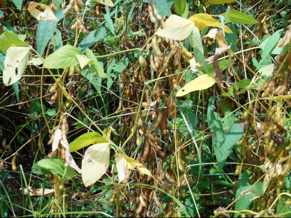 Começa a colheita da Soja boahorense - Imagem 2