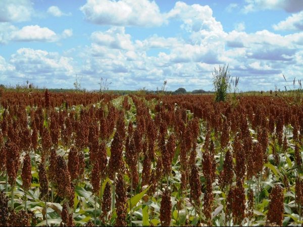 Começa a colheita da Soja boahorense - Imagem 4
