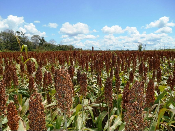 Começa a colheita da Soja boahorense - Imagem 5