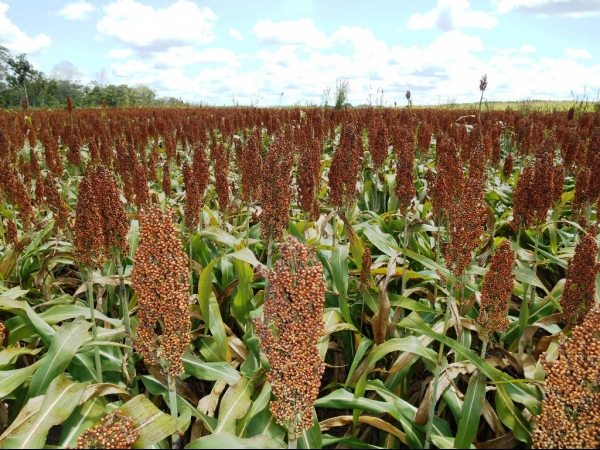 Começa a colheita da Soja boahorense - Imagem 1
