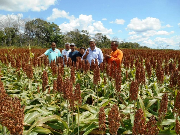 Começa a colheita da Soja boahorense - Imagem 7