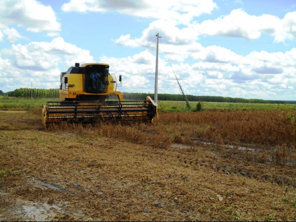 Começa a colheita da Soja boahorense - Imagem 19