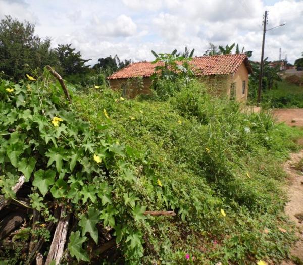 Cansada de esperar providências da Prefeitura, mulher decide roçar rua onde mora - Imagem 9