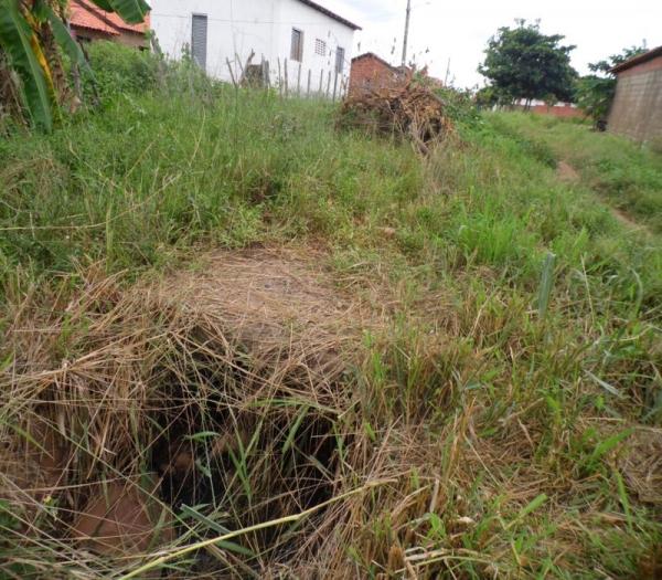 Cansada de esperar providências da Prefeitura, mulher decide roçar rua onde mora - Imagem 4