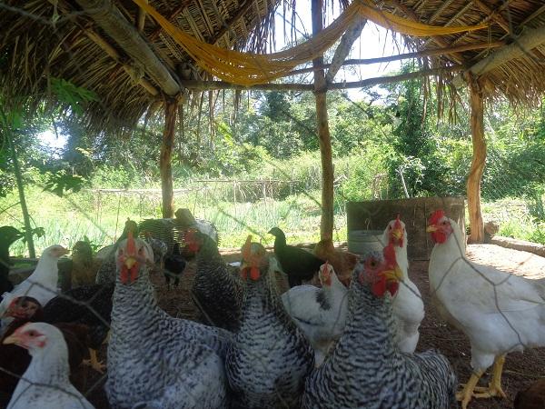 Secretário de Agricultura acompanha projeto de criação de galinhas