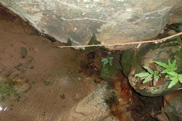 Nascentes de olhos d’água serão revitalizadas - Imagem 4