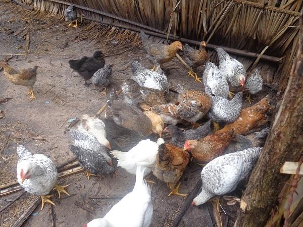 Secretário de Agricultura acompanha projeto de criação de galinhas - Imagem 2