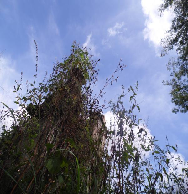 Matagal assusta! Cemitério da Lagoa de Fora tomado pelo mato - Imagem 2
