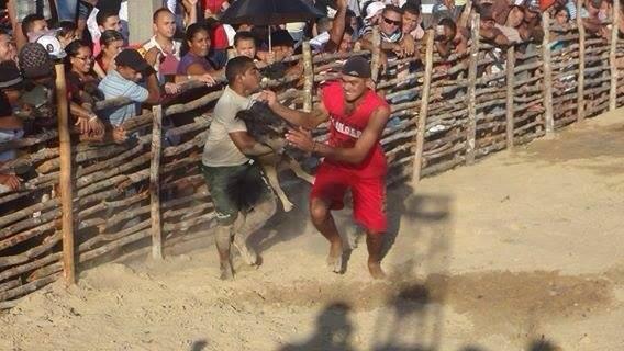 Tudo planejado para a Porcaiada garantir sucesso nos Festejos - Imagem 1