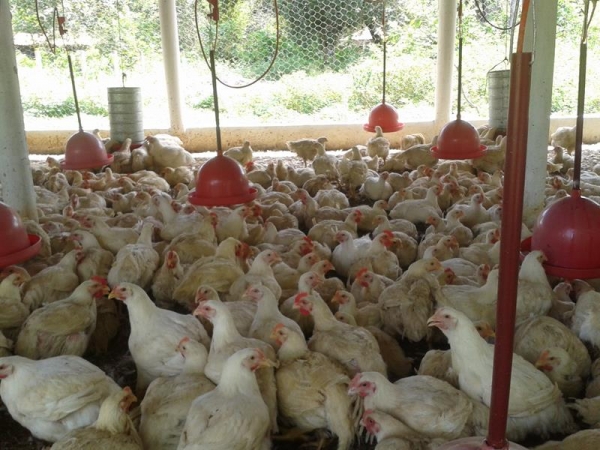 Frango São Miguel - Imagem 1