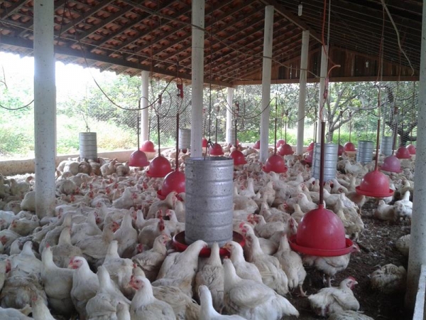 Frango São Miguel - Imagem 3