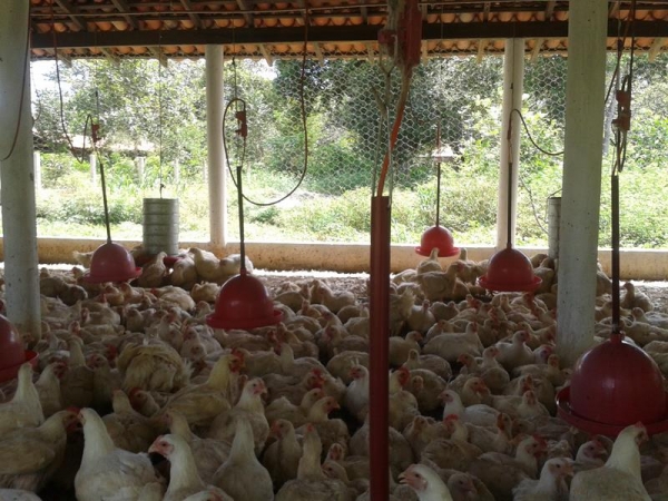 Frango São Miguel - Imagem 2