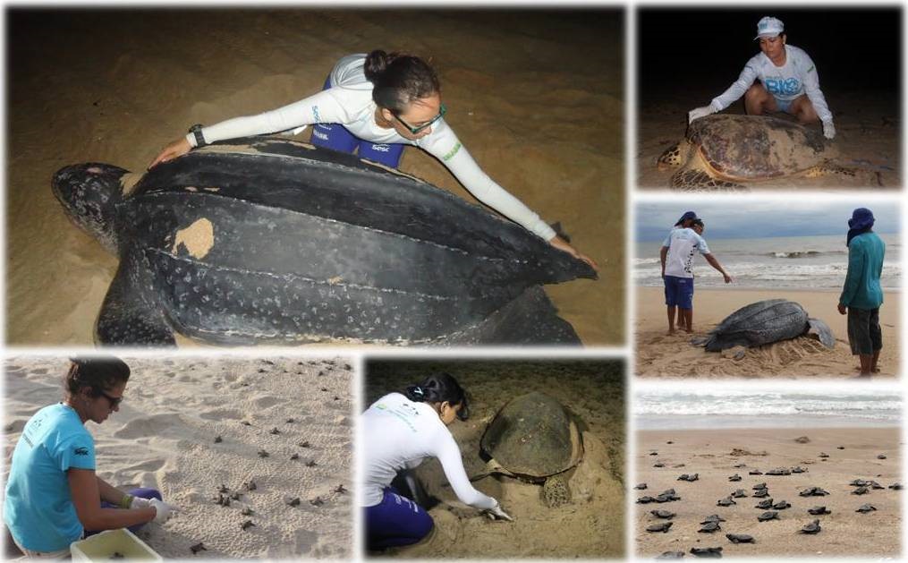 16 de Junho Dia Internacional da Tartaruga Marinha