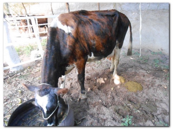 Comunidade inhumense comemora o aniversário de Inhuma em grande Estilo  - Imagem 165