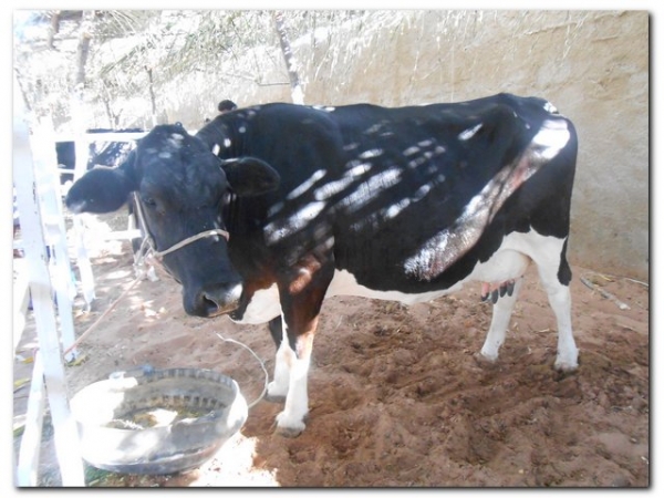 Comunidade inhumense comemora o aniversário de Inhuma em grande Estilo  - Imagem 171