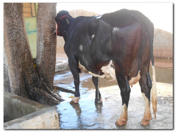 Comunidade inhumense comemora o aniversário de Inhuma em grande Estilo  - Imagem 176