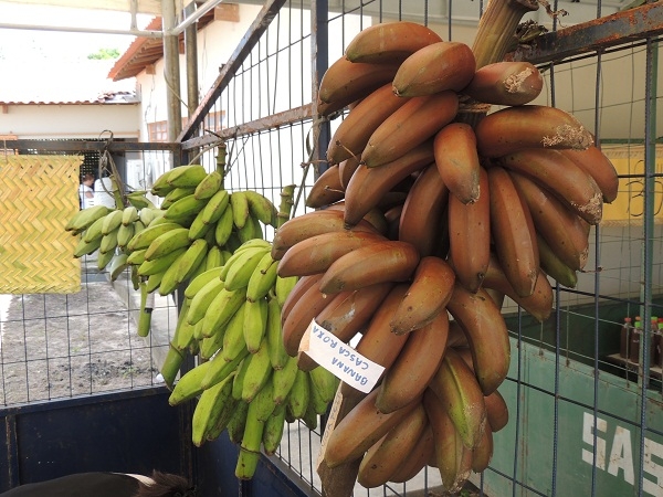 Feira resgata a importância da agricultura familiar - Imagem 16