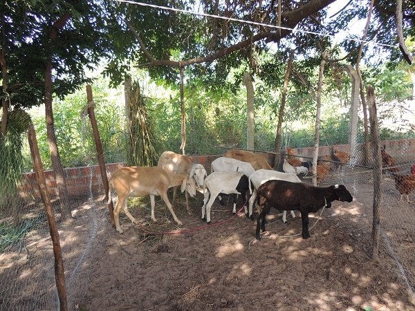 Feira resgata a importância da agricultura familiar - Imagem 18