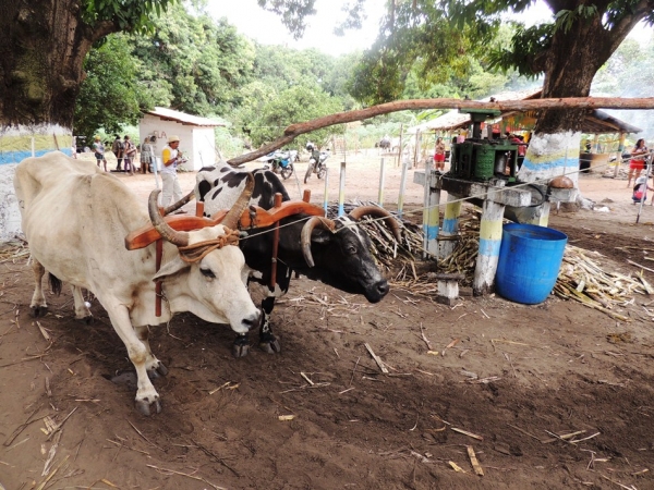 Turistas prestigiam Sitio Buritizinho no Festival de Inverno - Imagem 10