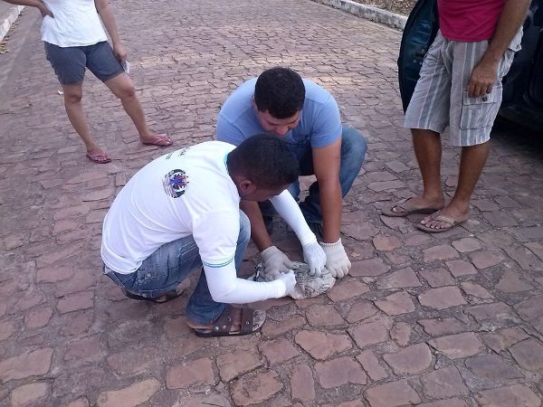 Saúde Realiza Campanha de Vacinação Anti-rábica Animal  - Imagem 2