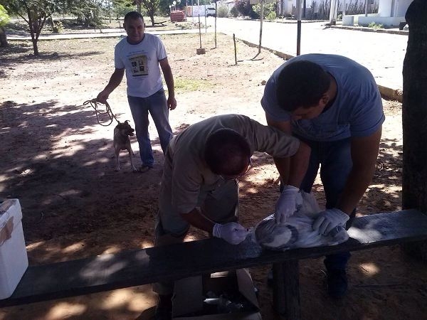 Saúde Realiza Campanha de Vacinação Anti-rábica Animal  - Imagem 1