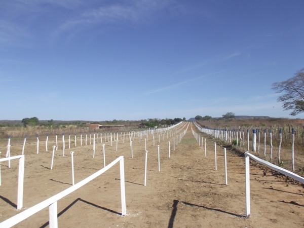 Hipódromo Chapéu Quebrado esta pronto para a 40ª festa do Vaqueiro - Imagem 3
