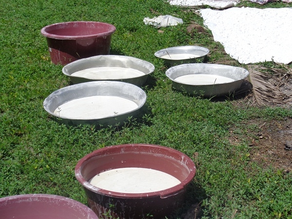 Secretário de Agricultura comemora com os agricultores a safra da farinha  - Imagem 8