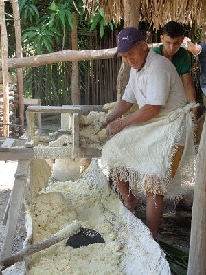Secretário de Agricultura comemora com os agricultores a safra da farinha  - Imagem 5