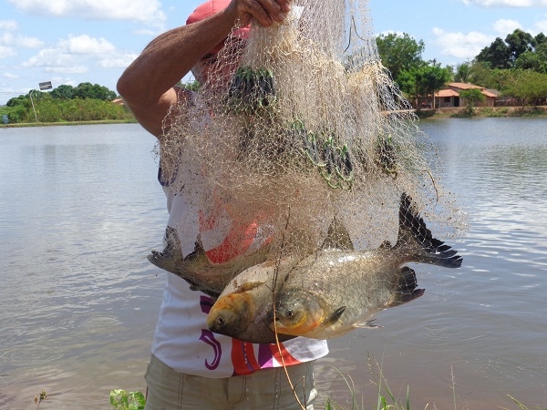 Secretário de Agricultura e especialista em Piscicultura realizam fisioquímica e biometria dos peixes - Imagem 1