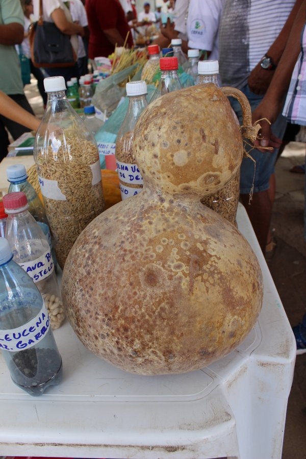 Sementes raras e exóticas são mostradas no I Festival das Sementes da Fartura, realizado no município de Pedro II - Imagem 18