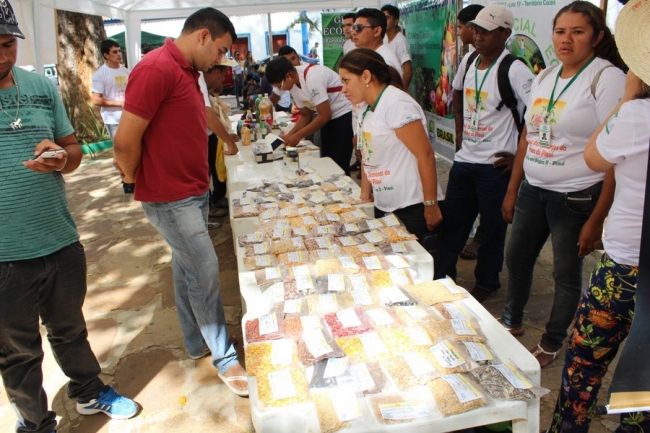 Sementes raras e exóticas são mostradas no I Festival das Sementes da Fartura, realizado no município de Pedro II - Imagem 4