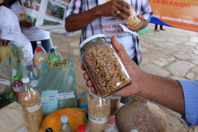 Sementes raras e exóticas são mostradas no I Festival das Sementes da Fartura, realizado no município de Pedro II - Imagem 10