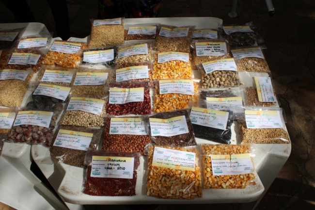 Sementes raras e exóticas são mostradas no I Festival das Sementes da Fartura, realizado no município de Pedro II - Imagem 3