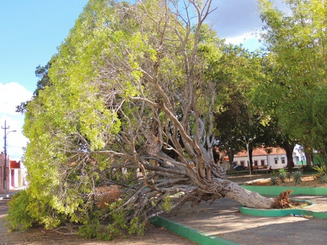 Pé de Figueira antigo da Praça Domingos Mourão caiu neste domingo - Imagem 1