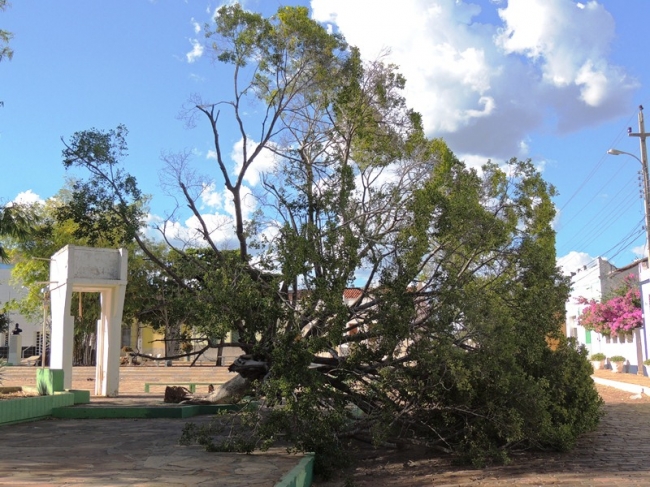 Pé de Figueira antigo da Praça Domingos Mourão caiu neste domingo - Imagem 3