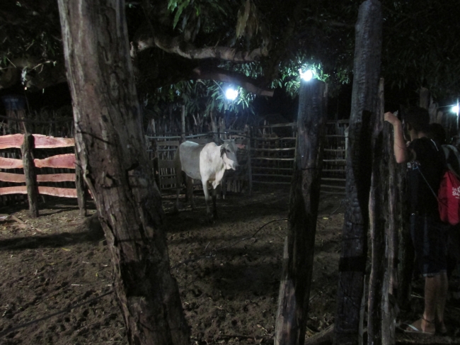 VII Rodeio de Vaquejada Tuna Brito Termina em Grande Estilo - Imagem 47